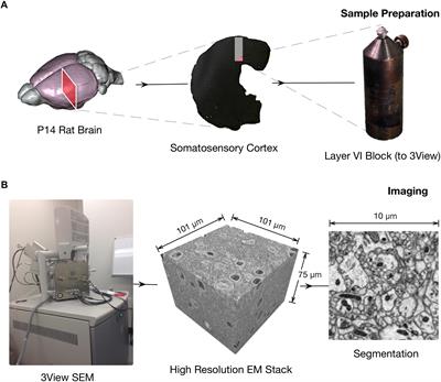 A Process for Digitizing and Simulating Biologically Realistic Oligocellular Networks Demonstrated for the Neuro-Glio-Vascular Ensemble